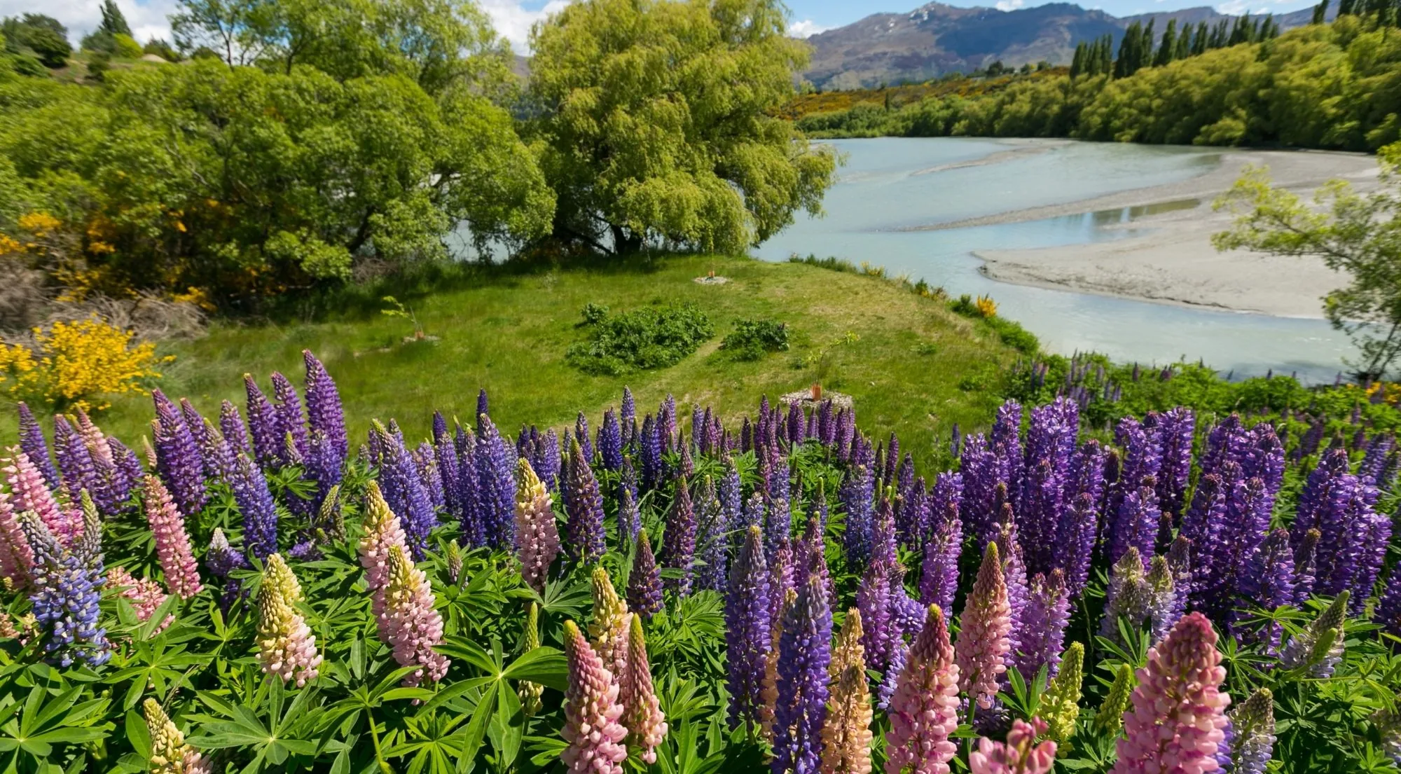 Pink and purple lupins in flower beside a braided riverbed