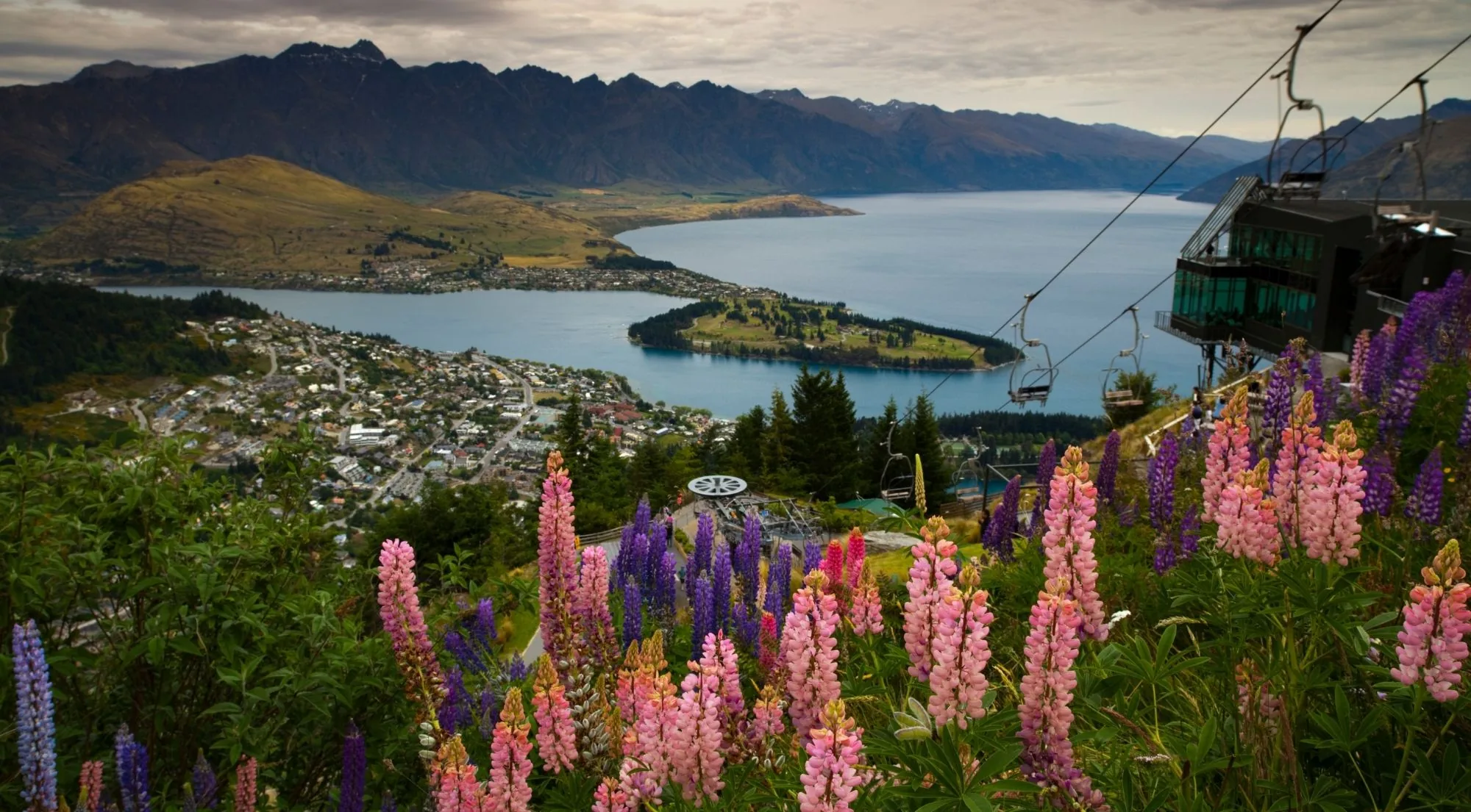 Queenstown and its lake seen from above through lupins, with a gondola cabin on the wire